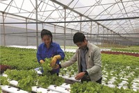 Thời gian qua, thành phố Đà Nẵng đã phê duyệt quy hoạch 7 vùng sản xuất nông nghiệp ứng dụng công nghệ cao, tập trung vào sản xuất rau an toàn, chăn nuôi gia súc gia cầm, sản xuất nấm thương phẩm và dược liệu, diện tích 500 ha.