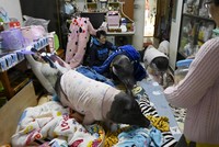 4 con lợn trong căn hộ chung cư của Tsai và bạn cùng nhà. Ảnh: AFP. 