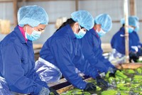 Thaco đang đầu tư hoàn thiện chuỗi giá trị trái cây khép kín - những bước đi đầu tiên của kế hoạch lớn trong mảng nông nghiệp.