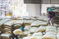 Khoảng 200.000 tấn gạo và 800.000 tấn thóc sẽ được thu mua dự trữ theo kế hoạch Nhà nước giao. Ảnh: Đức Thanh