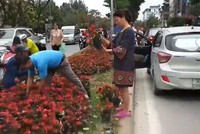 Hà Nội: Ngao ngán với cảnh người dân “hôi...” hoa trên đường Kim Mã