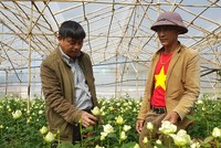 Ông Nguyễn Xuân Quả (phải) bên vườn hoa hồng
LÂM VIÊN