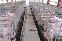 Doanh nghiệp ngành chăn nuôi chịu tác động từ dịch bệnh