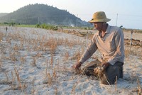 Ông Trần Nguyên rầu rĩ bên ruộng tỏi bị mất trắng.
ẢNH: HIỂN CỪ