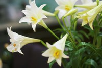 Mùa hoa loa kèn gọi tháng Tư vào phố