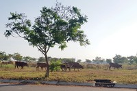 Cỏ mọc um tùm tại Dự án Khu đô thị Trung tâm hành chính tỉnh Long An - TP. Tân An được người dân tận dụng làm nơi thả bò. Ảnh: Gia Huy