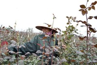 Nghề trồng hoa mang lại nguồn thu nhập cao và ổn định cho nhiều hộ dân ở huyện Mê Linh.