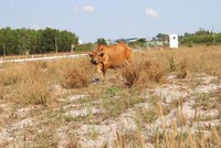 Hạ tầng đi sau dự án là nguyên nhân dẫn đến nhiều dự án bị bỏ hoang hiện nay