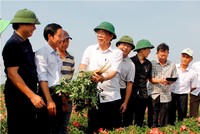 Sau hơn 3 tháng trồng, đến nay Sâm Bố Chính của nhóm hộ dân đã phát triển tươi tốt, ra củ dài từ 10-20cm.