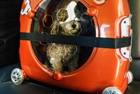 Chiếc lồng thông minh nhốt thú cưng khi đi du lịch