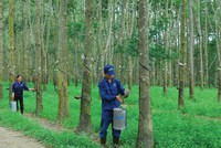 GVR đặt mục tiêu chuyển niêm yết lên HOSE trong năm nay