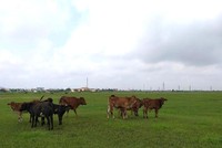 Gần 100 ha đất KCN Mỹ Trung, Nam Định (dự án có vốn góp 51% của Vinashin) đang bỏ không, dân tận dụng thả bò.