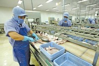 Cá tra Việt Nam chiếm 98% sản lượng tiêu thụ mặt hàng này tại Australia. Ảnh: Đức Thanh