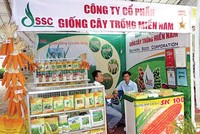 Hàng tồn kho của SSC đã tăng mạnh trong quý I/2019, gấp 1,65 lần so với giá trị hàng tồn kho tại thời điểm cuối quý IV/2018.