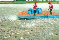 Các hồ nuôi cá tra, nuôi tôm đang phải áp dụng tiêu chuẩn về nước thải công nghiệp như nhà máy chế biến thủy sản, thay vì tiêu chuẩn của ao nuôi thủy sản. Ảnh: Lê Toàn