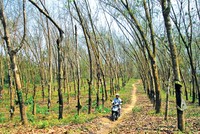 Những cánh rừng cao su tại tỉnh Quảng Nam đang dần trở nên trơ trọi và hiu hắt.