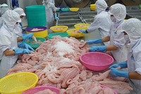 Nửa đầu năm nay, Bỉ là thị trường xuất khẩu tăng trưởng khá ổn định của cá tra Việt Nam. 