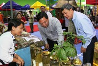 Ông Lê Trí Thanh - Phó Chủ tịch UBND tỉnh Quảng Nam trong lần kiểm tra sản phẩm sâm Ngọc Linh tại huyện Nam Trà My.