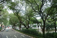 Công ty công viên cảnh quan Singapore sẽ hỗ trợ công tác chăm sóc cây ở công viên và trên đường phố để xây dựng Hà Nội bền vững và đáng sống