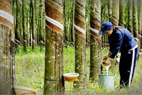 Lũy kế 9 tháng, Phuruco đạt 1.159 tỷ đồng doanh thu thuần, tăng 31% so với cùng kỳ, lợi nhuận sau thuế đạt 650 tỷ đồng, tăng 63,7%.