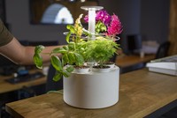 Plantone, chậu cây thông minh tự động tưới nước cho cây 