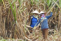 Diện tích trồng mía đã giảm đáng kể vì người dân lỗ hàng chục triệu đồng/ha.