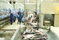 Nhiều mặt hàng xuất khẩu của Việt Nam, trong đó có thủy - hải sản đã tận dụng tốt các FTA. Ảnh: Đức Thanh