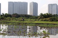 Ruộng vườn, đất đai bị hoang phế là tình cảnh chung của nhiều dự án “treo” nhiều năm tại TP.HCM. Ảnh: Trọng Tín