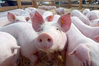 Dịch tả lợn Châu phi giảm nhiệt, 60% số xã qua 30 ngày dịch không bị tái dịch