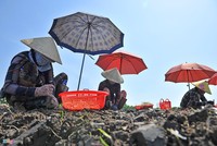 Che dù trên cánh đồng trồng kiệu Tết ở miền Tây