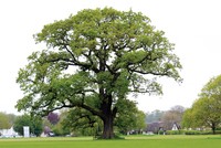 Mộc trấn trong phong thủy