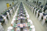 Năm 2019, giá cá tra có nhiều thời điểm giảm xuống mức đáy 10 năm