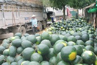 Các địa phương như Lạng Sơn, Lào Cai, Quảng Ninh, các doanh nghiệp, hiệp hội ngành hàng phải theo dõi chặt diễn biến xuất khẩu nông sản sang Trung Quốc dịp trước và sau Tết Nguyên đán.