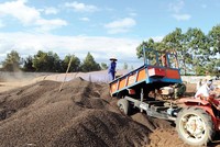 Do coi trọng chế biến,ngành cà phê Việt Nam đã có nhiều chuyển biến trong những năm gần đây. Ảnh: Đức Thanh