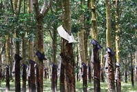 Rà soát lại quỹ đất nông lâm trường