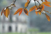 Ngõ nhỏ, phố nhỏ, nhà tôi ở đó…