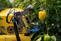 Robot thu hoạch ớt ngọt tự động