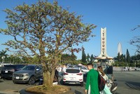 Cây mai cổ thụ được rao bán với giá 3,5 tỷ đồng tại Chợ hoa xuân Đà Nẵng.