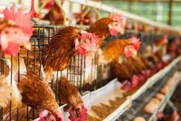 Đã xuất hiện cúm gia cầm gây ra bởi virus H5N1 tại một trang trại ở thành phố Thiệu Dương, Hồ Nam (Trung Quốc). 