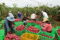 Hàng trăm container trái cây, nhất là thanh long, vận chuyển sang Trung Quốc vào thời điểm dịch bệnh phải quay đầu trở về. 