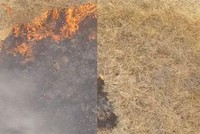 Chế tạo thành công gel có thể ngăn chặn cháy rừng