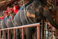 Các công viên voi ở Thái Lan vắng bóng du khách do virus corona. Ảnh: AFP.