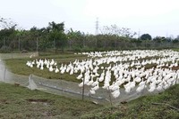 Trà Vinh tiêu hủy gần 1.000 con gia cầm nhiễm cúm A/H5N1