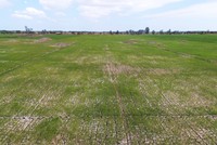 Nhiều cánh đồng lúa ở miền Tây đang nứt nẻ vì thiếu nước. Ảnh: Cửu Long.