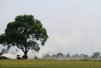 Làng xưa, làng nay