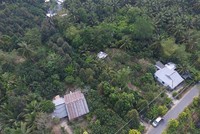 Vườn trái cây của ông Phước 