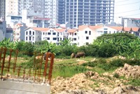 Nghị định 25, nhiều nhóm dự án được “cởi trói”