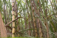 Lợi nhuận của Mía đường Lam Sơn giảm mạnh sau kiểm toán, nhưng vẫn tăng so với năm trước do năm 2018 Công ty thua lỗ