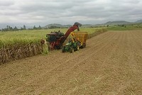 Thủ tướng Chính phủ yêu cầu Bộ Công Thương áp dụng biện pháp phòng vệ phù hợp với pháp luật Việt Nam và thông lệ quốc tế để bảo vệ sản xuất mía đường trong nước