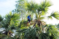 Độc đáo nghề trèo cây thốt nốt lấy nước nấu đường